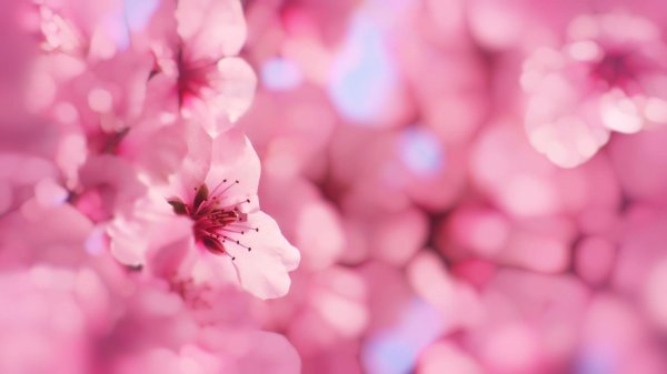 цветочные фоны