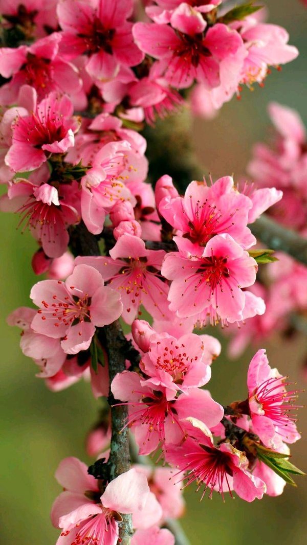 цветение персика