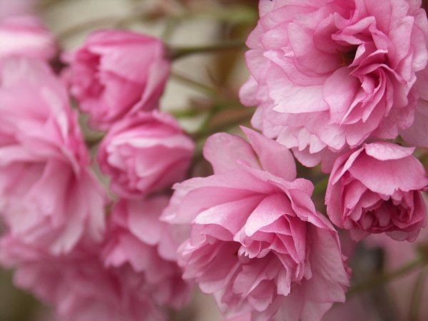 розовые цветы