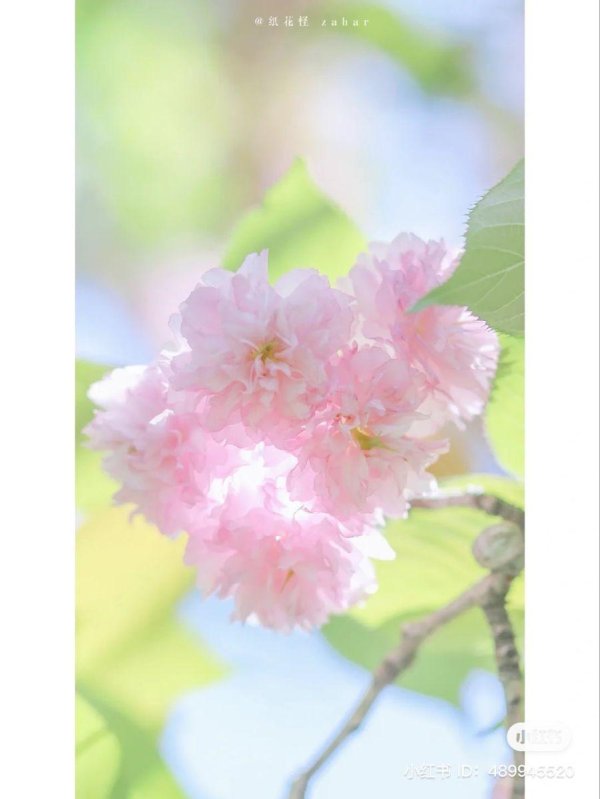 весенние цветы