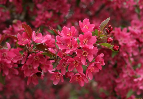 яблоня замечательная malus spectabilis