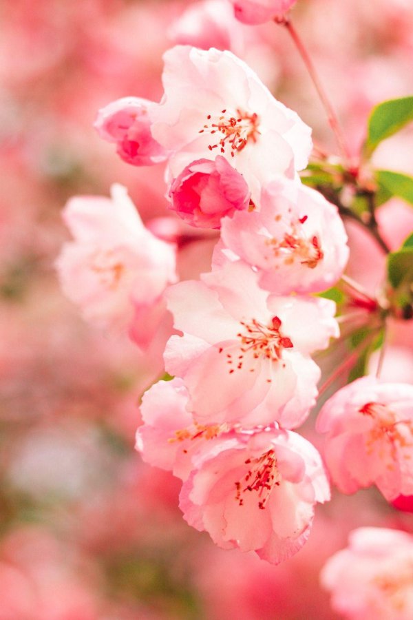 цветочные фоны