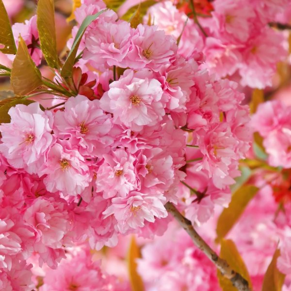 черри блоссом май