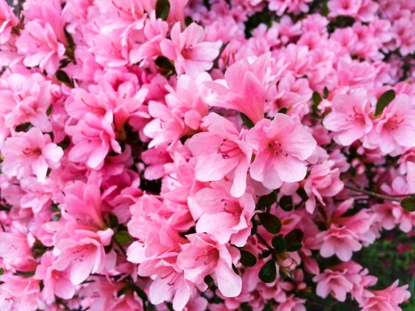 pink blossom