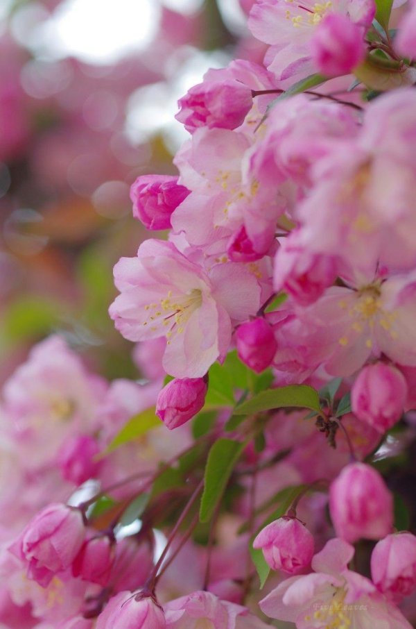 Розовая весна