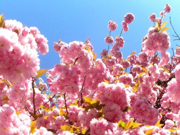 розовая природа