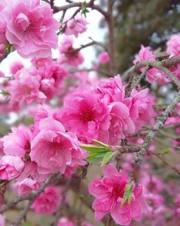 нектарин цветет