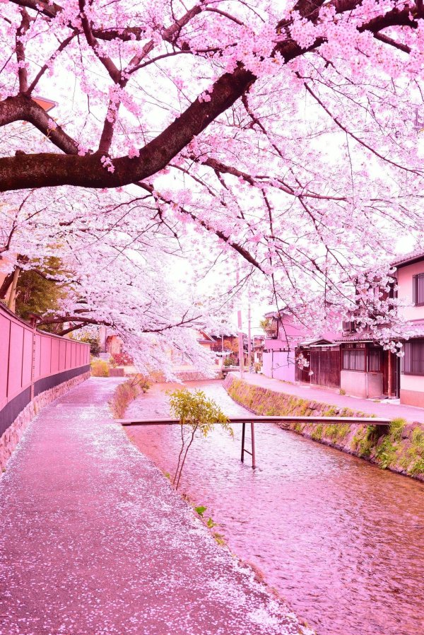 sakura cherry blossom