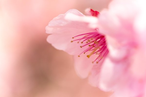 розовые цветы