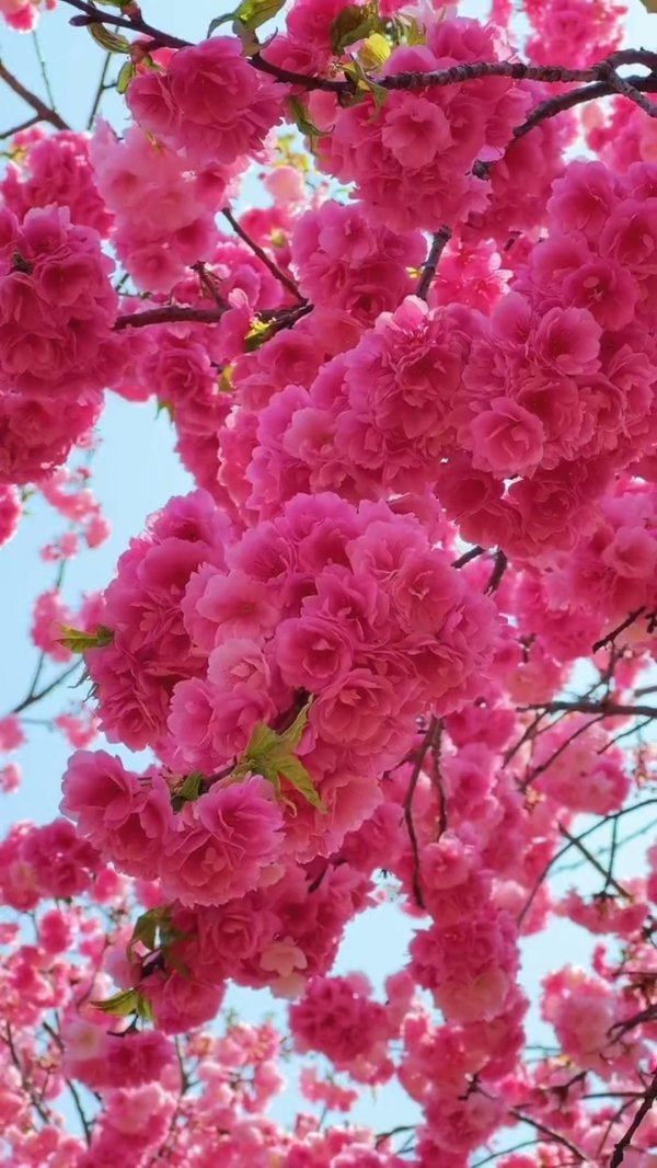 цветущее дерево