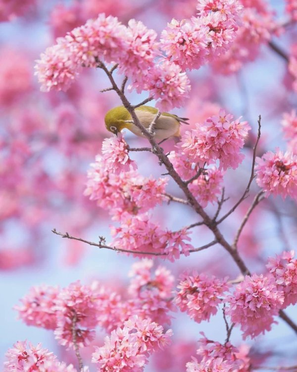 цветение сакуры