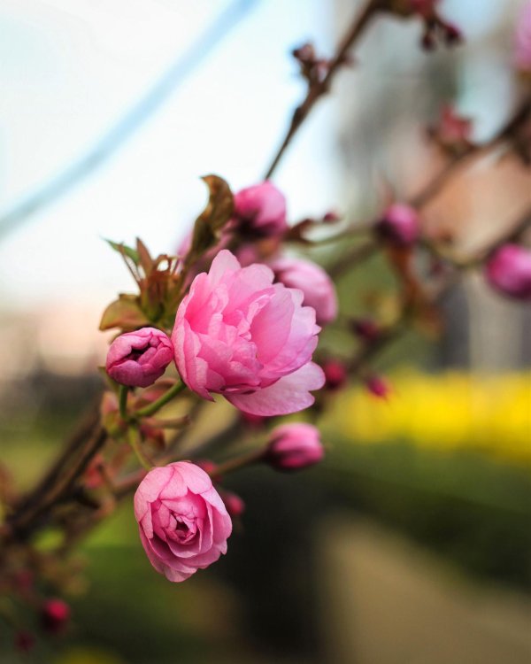 луизеания трехлопастная