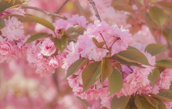 весна сакура