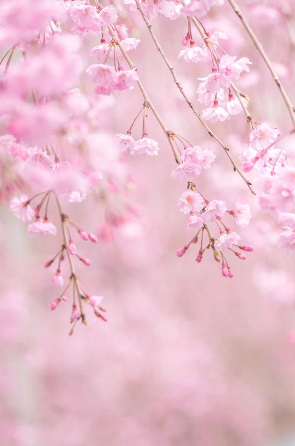 весенние фоны