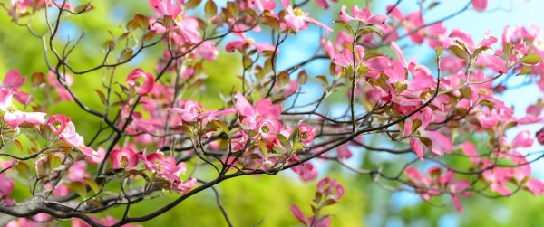 dogwood blossoms