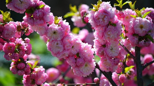 луизеания трехлопастная