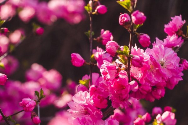 миндаль трехлопастный луизеания