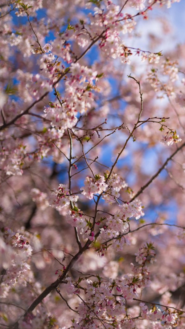 цветение сакуры