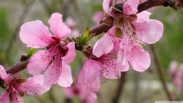 цветущий персик