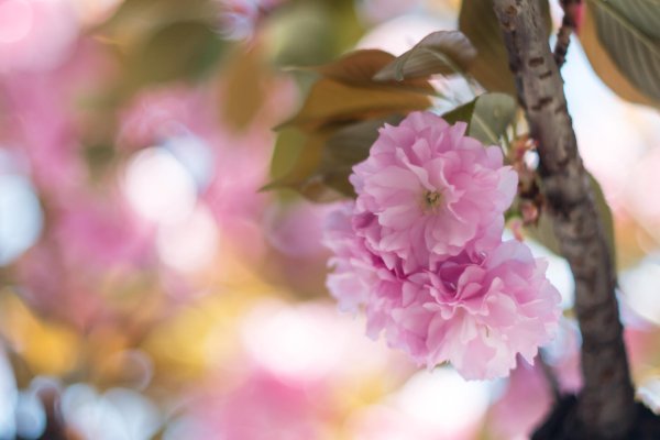 цветущая весна