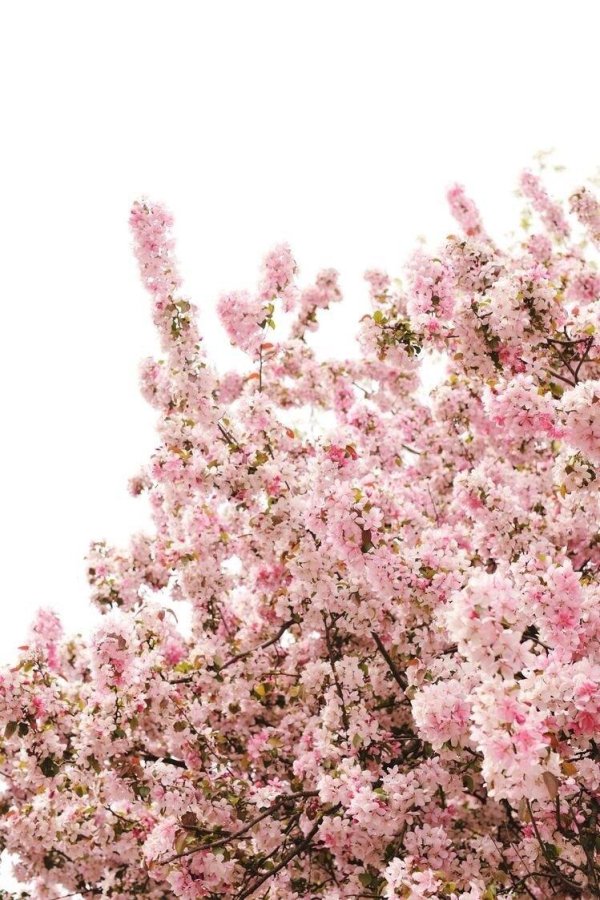 цветочные фоны