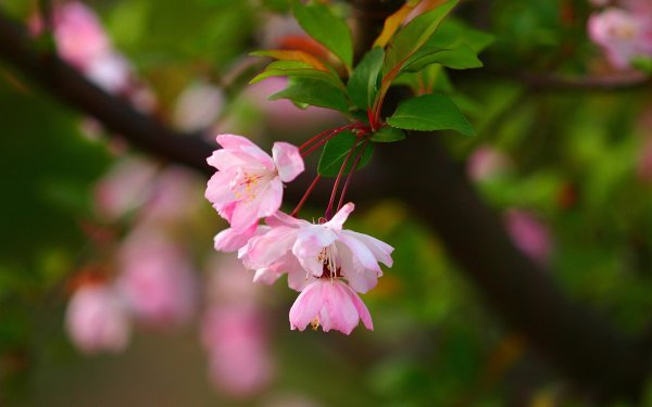 сакура тайхаку