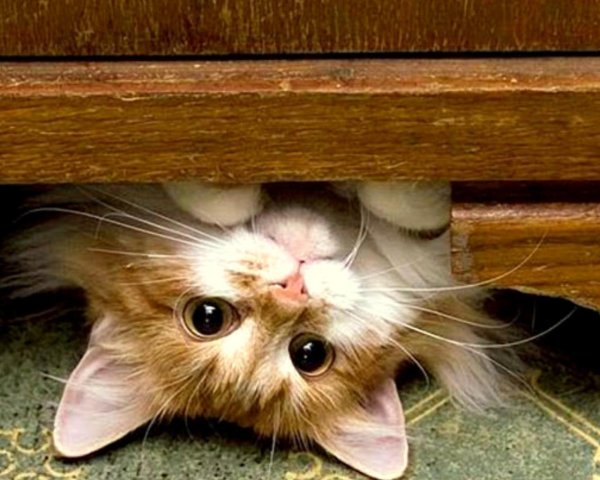 котенок выглядывает