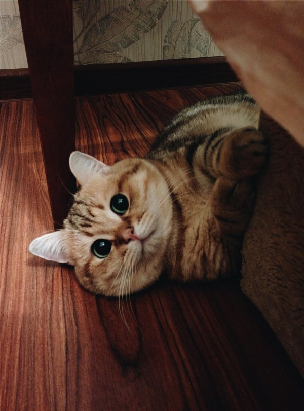 британская золотистая шиншилла