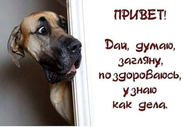 собака морда