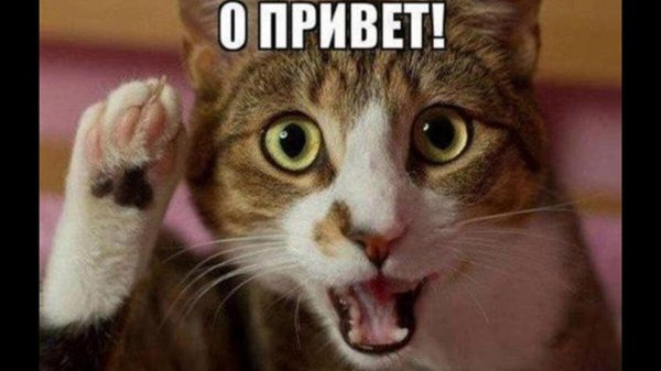 смешные котики 2023