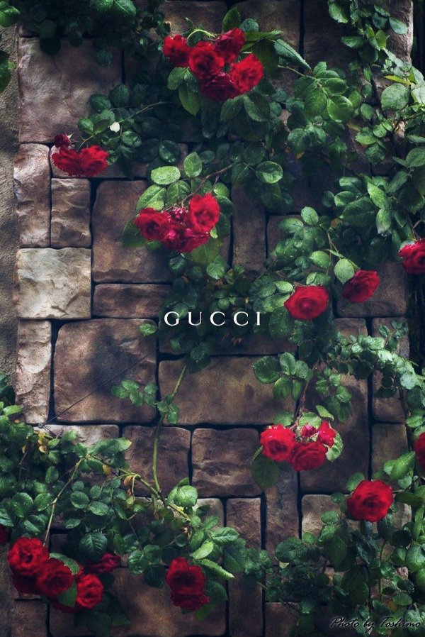 цветочные фоны