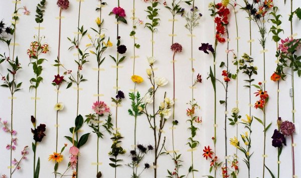 На стену с цветами