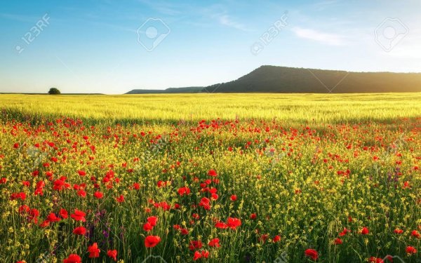 poppy field