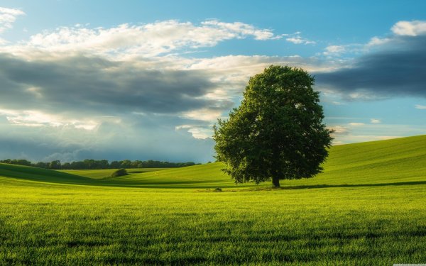 природа небо трава