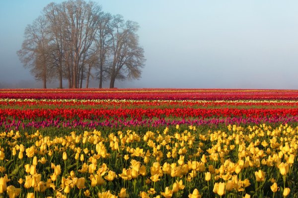 клод моне поля тюльпанов в голландии