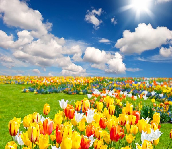 яркие тюльпаны