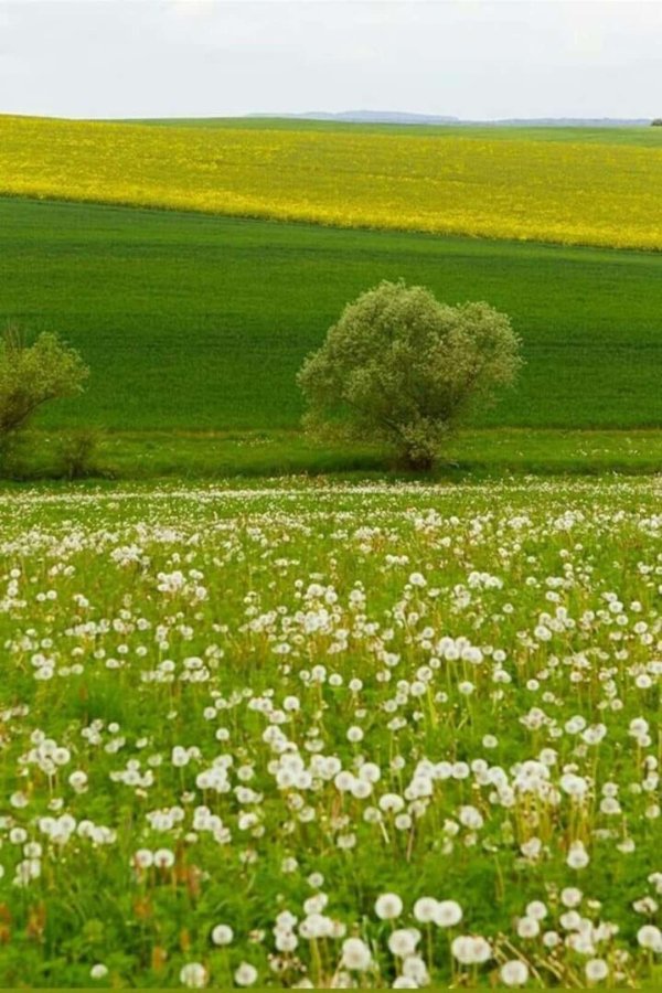 геншин поляна одуванчиков