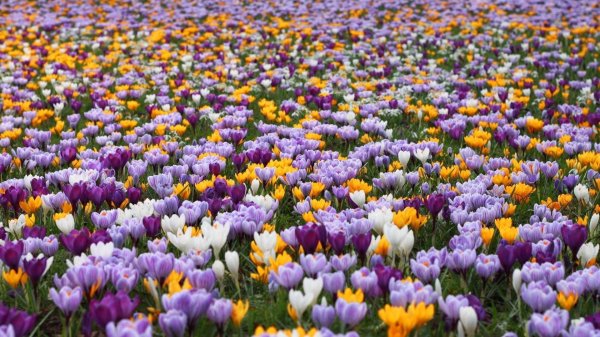 полей цветок