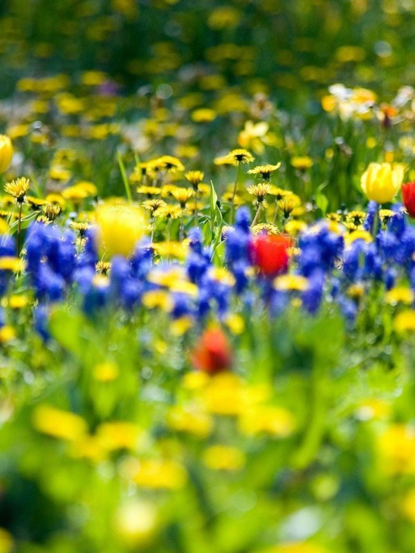 полевые цветы