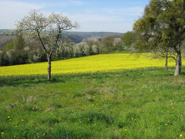 желтые поля