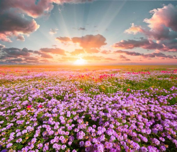 полей цветок