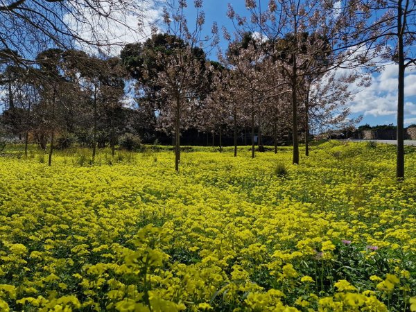 цветущая весна