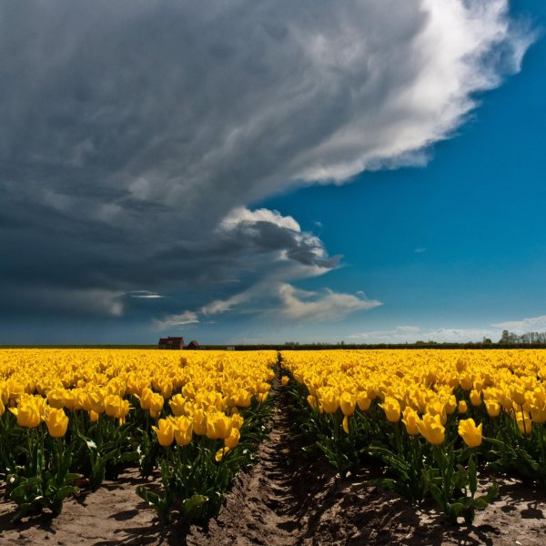 тюльпаны голландия желтые