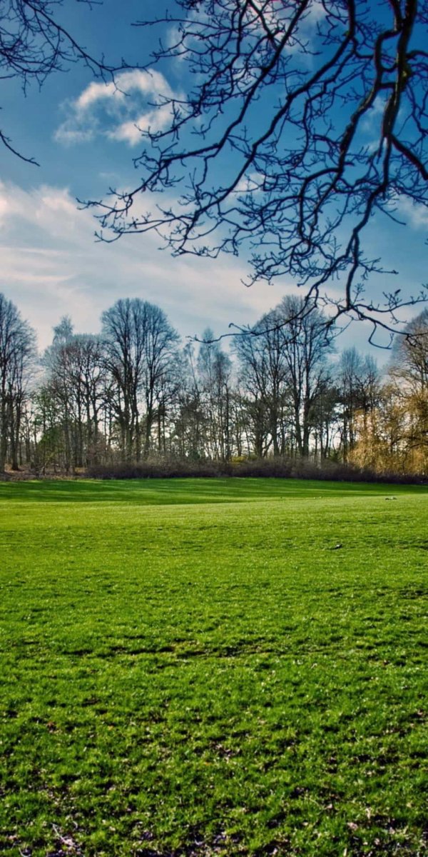 деревья небо