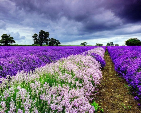 франция лавандовые поля