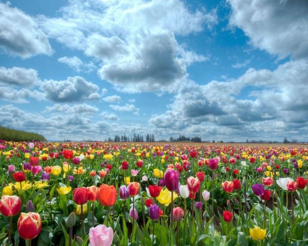 калмыкия тюльпановые поля