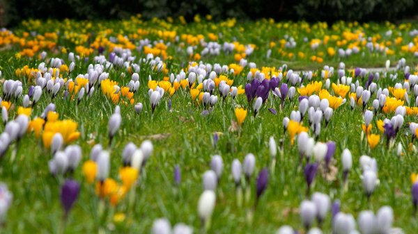 луковичные крокусы