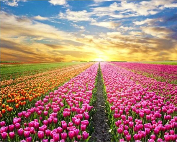 море тюльпанов