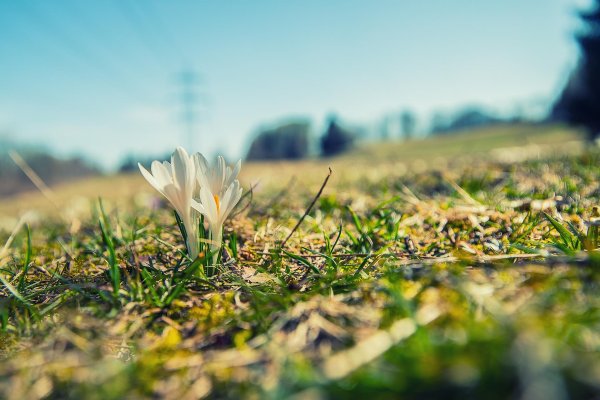 крокус белый