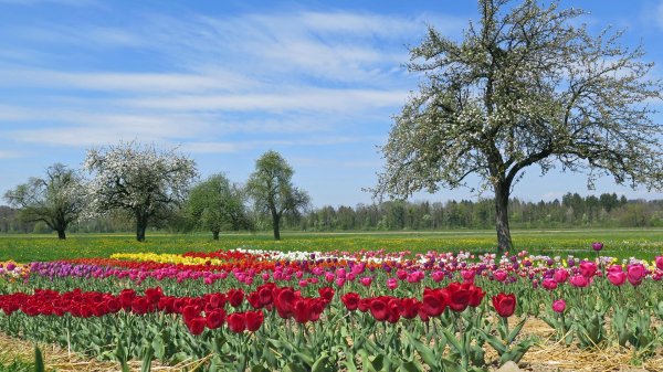 tulip fields
